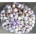 Red Garlic From Jinxiang Factory with Good Quality